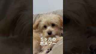 ５ヶ月のポメプーの様子#ポメプー#子犬