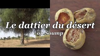 Le dattier du désert, le soump. En latin balanite aegyptiaca