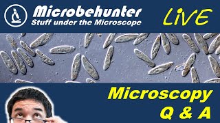 Your microscopy questions answered (Q&A session)