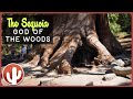 Sequoia: God of the Woods | Learn About Sequoia Trees on the Trail of 100 Giants | California