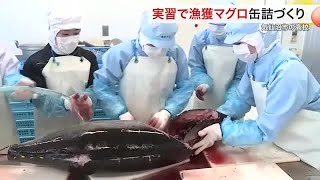 実習で漁獲したマグロで高校生が缶詰づくり 本格的なツナ缶は１缶５００円〈宮城・気仙沼市〉 (24/12/10 18:56)