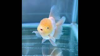 極上　ローズテールオランダ　ホワイト　13cm #金魚 #ローズテールオランダ #goldfish