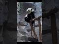 #熊猫 #panda 熊猫到点下班比我还跑得快 🤣🤣