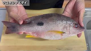 【クロホシフエダイ】津本式血抜きと炙りとカルパッチョ　-Russell's snapper-