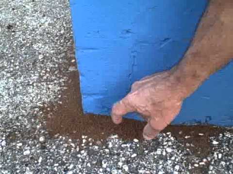 Caribbean Crazy Ants Invade Tampa Bay Caribbean Crazy Ants Invade Tampa Bay