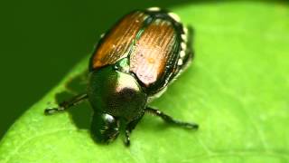 Japanese Beetle \