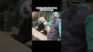 꼬질한 곰인형 옮기는 강바오님🐼 앙탈부리는 아기 곰인형