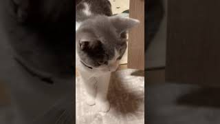 真っ白なかわいいおててを出す子猫【ブリティッシュショートヘア】