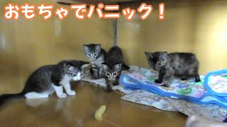 猫おもちゃでパニくる子猫たち