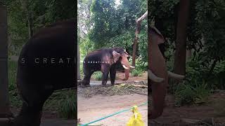 The Elephant Show | Guruvayur Elephant Camp | Kerala Nature Video | Guruvayur Aanakkotta |