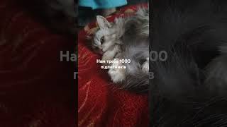 Будь ласка #cat #funny #catlover #subscribe #підпишись #kitten