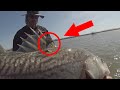 Caught a tagged fish! and LOTS of Stripers! Napa RIver Fishing