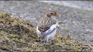 Snow Buntings - Sneeuwgorzen