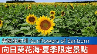 [Eng Sub] 美國·紐約州夏季限定景點 | 向日葵花海 Sunflowers of Sanborn | 尼加拉瀑布附近免費景點 | US - New York State