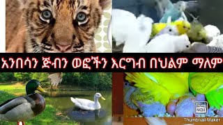 አንበሳን ጅብ ወፎችን እርግብን በህልም ማየት ፍቺ ቁጥር1#ethiopian