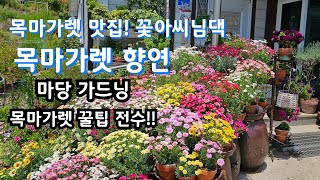 #목마가렛 최고 맛집 꽃아씨님댁에 가다 / 마당 목마가렛 가드닝 전수 /진딧물 관리/물 관리/수형 관리/여름철 관리