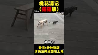 桃花源记：作者 陶渊明  晋太元中，武陵人猫猫cat捕鱼为业（中文字幕）#宠物 #cat #shorts