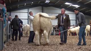 Charolais Christmas Cracker 2017 - Show Section