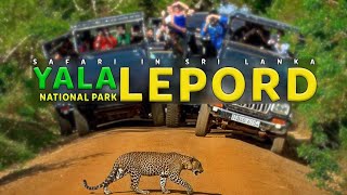 Sri Lankan lepord at Yala National Park | Sri Lanka wildlife | SL The Bro