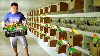 My 100 Pairs of African Lovebird Breeders -  Discover my DIY HANDFEED formula for baby birds!