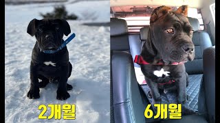 [Cane Corso] 대형견 (카네코르소)  강아지 2개월~6개월 성장과정