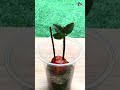 How to Grow Jabuticaba tree (Brazilian Grape) from Cutting by Tomato #shorts #garden #trending