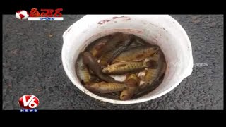 Fish Rain In Tanuku | West Godavari District | Teenmaar News | V6 News