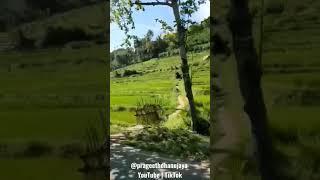 Badulla🌱 | Shorts 112 | #tree #village #nature #beauty #mountain #paddy #srilanka #shorts