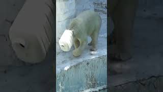 ポリタンク被ってドボン💗シロクマのホウちゃん #polar bear#ホウちゃん#天王寺動物園