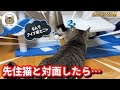 緊急保護した野良猫と先住猫に仲良くなってもらおうとしたら…意外な反応に！？