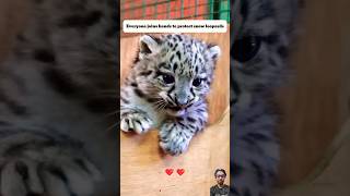 Rescue baby snow leopard#snowleopards+#pets#rescue#animals#shorts #tiger #animals