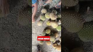 DURIAN MURAH