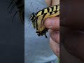 Eastern Tiger Swallowtail Butterfly of NH #Look at my eyes 👀 ♥️ #shorts