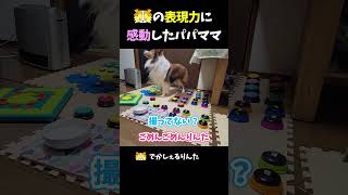 シェルティの表現力に感動したパパママ【会話ボタンでしゃべる犬】 #shorts #dog #犬