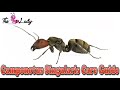 Camponotus Singularis Care Guide | Ant keeping For Beginners | The Ant Lady