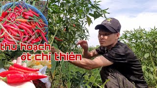 thu hoạch ớt chỉ thiên| thăm đồng hái ớt và ăn dưa hấu