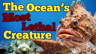 The Deadly Stone Fish: The Ocean’s Most Dangerous Creature