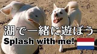 柴犬柿丸 マラソンを見に行ったはずが水遊び【ロッテルダムちょっとイベント】Kaki-Maru the Shiba Inu