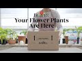 Your Flower Plants Are Here – What Next?