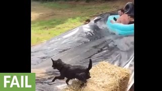 Dog gets blindsided by epic slip 'n slide tube