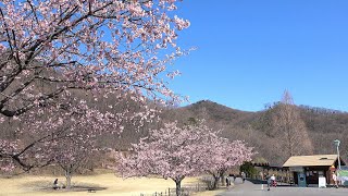 旅立ちの日に ～みかも山公園 (三毳山) の春景色に乗せて～ : 4K