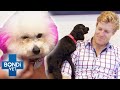 Bondi Vet's Funniest Cases 🤣 | Compilation | Bondi Vet