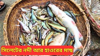 সিলেটের নদী আর হাওরের মাছ কিনুন সস্তায়,  গোবিন্দগঞ্জ বাজার