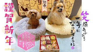 【謹賀新年】🐶犬用おせちを食べたよ！！