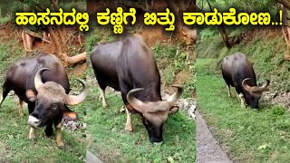 ಹಾಸನದಲ್ಲಿ ಕಣ್ಣಿಗೆ ಬಿತ್ತು ಕಾಡುಕೋಣ..! | Wild Buffalo Caught on Camera Near Bisle Forest Hassan | ಕಾಟಿ