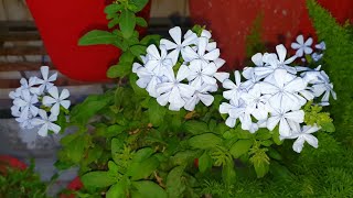 How to Grow and Care Plumbago - Best Summer Flowering Shrub | New Plant | Fun Gardening