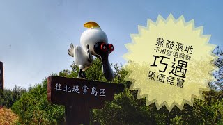 鰲鼓濕地 黑面琵鷺