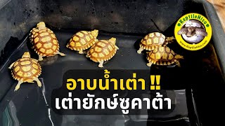 อาบน้ำเต่าซูคาต้า ลดความเสี่ยงเรื่องนิ่ว : Reptilehiso.com ฟาร์มเต่ายักษ์ วิธีเลี้ยงเต่า เต่าซูคาต้า