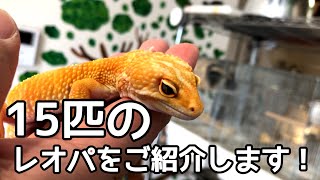 ウチのレオパを15匹紹介します！【ヒョウモントカゲモドキ】