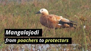 From Bird Hunters To Protectors: Mangalajodi’s Success Story